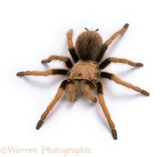 21292 blond tarantula feeding