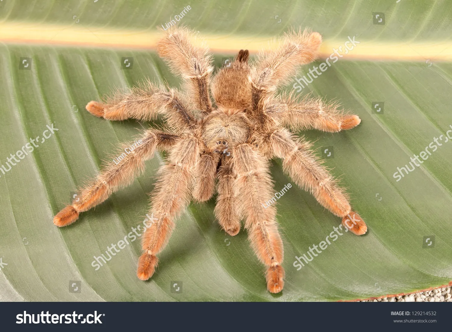 21292 blond tarantula habitat