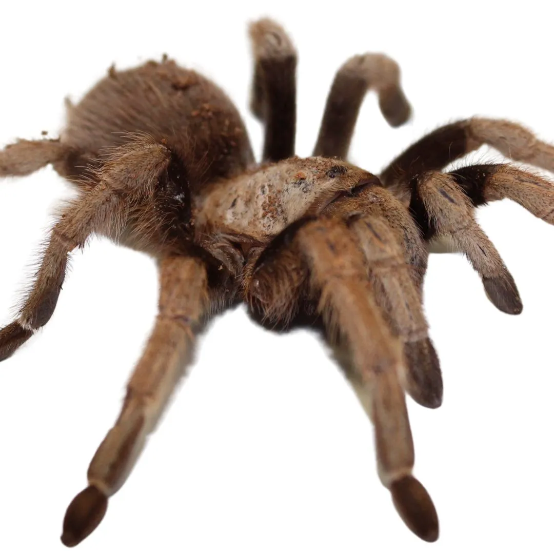 21292 blond tarantula handling