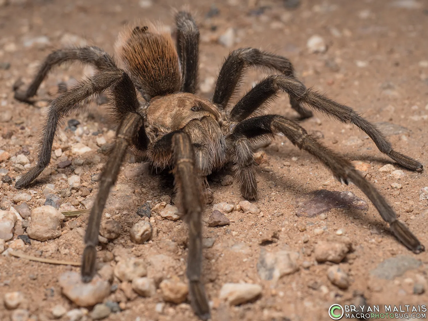 21292 blond tarantula overview