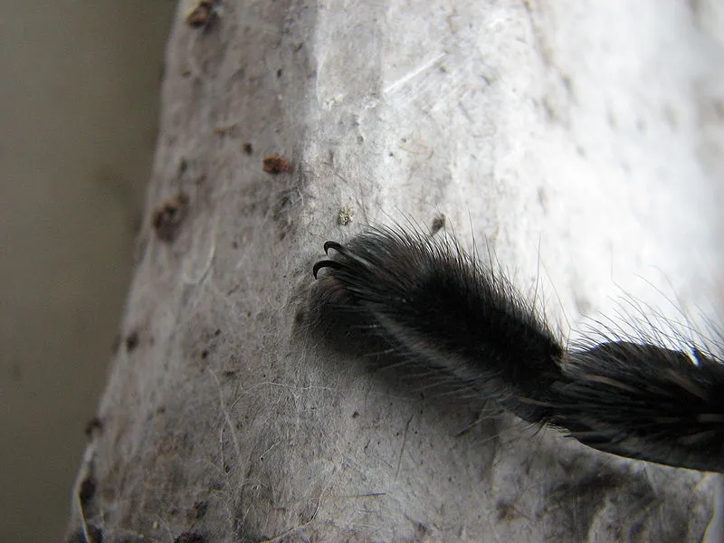 21294 first aid tarantula bite
