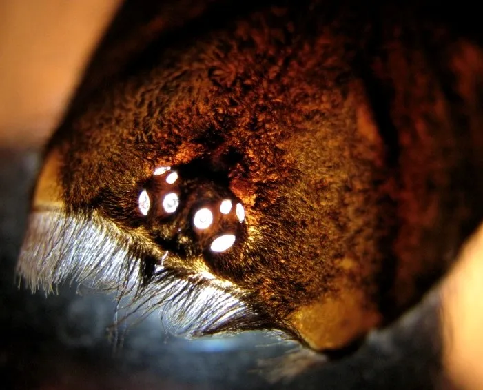 21294 tarantula bite location
