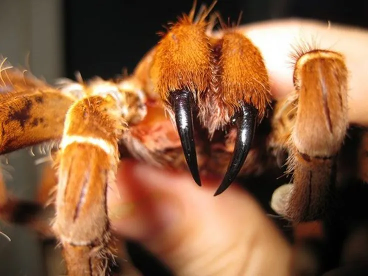 /img/21294-tarantula-environment.webp