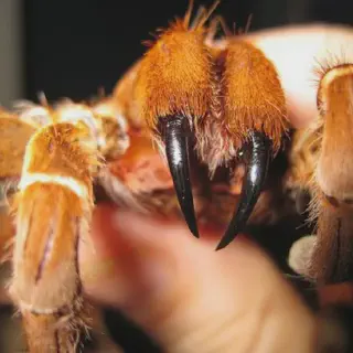 /img/21294-tarantula-environment.webp