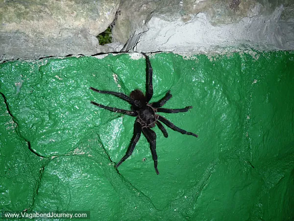 21294 tarantula species
