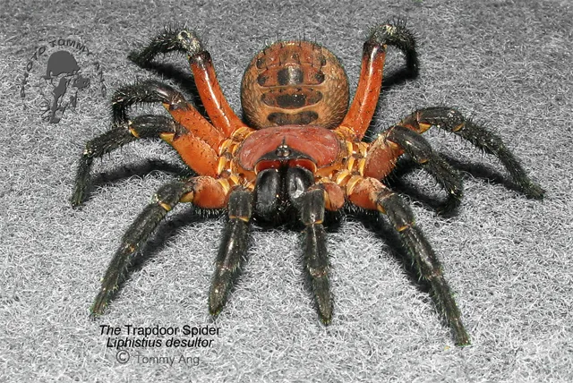 21295 tarantula gedrag