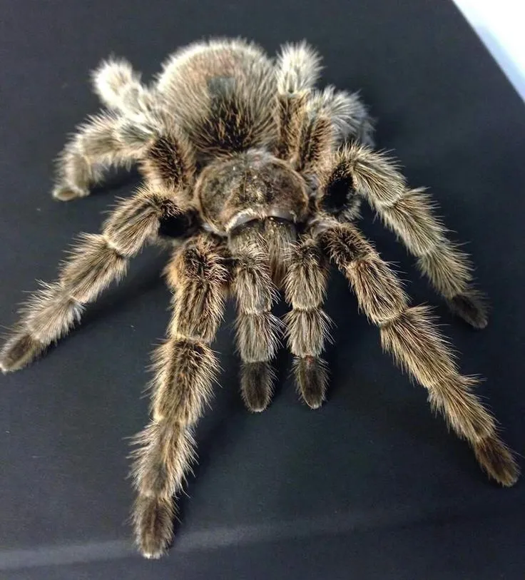 21295 tarantula voeding