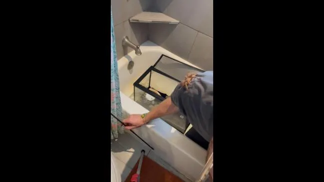 21296 escaped tarantula 3