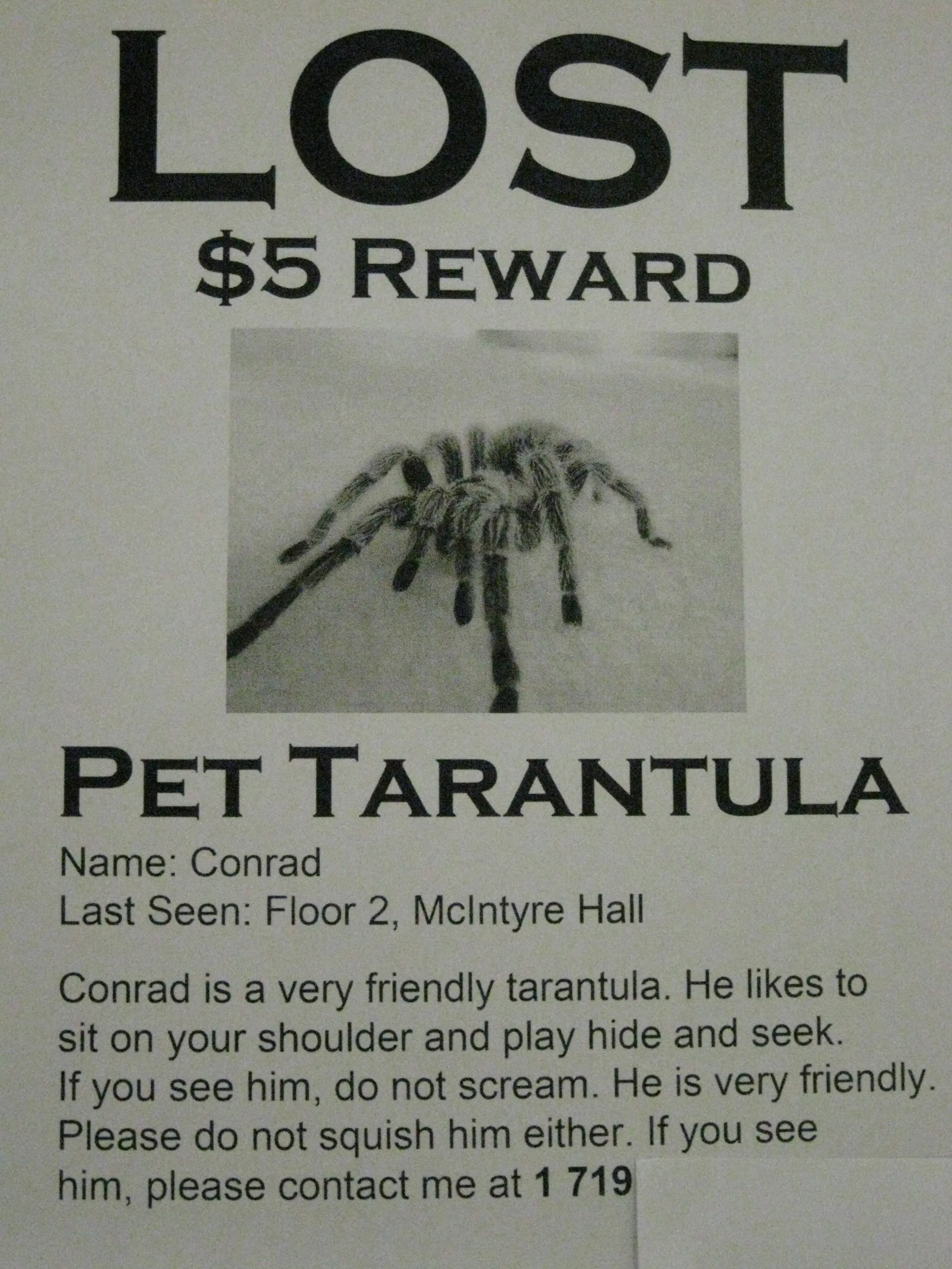 21296 escaped tarantula 4