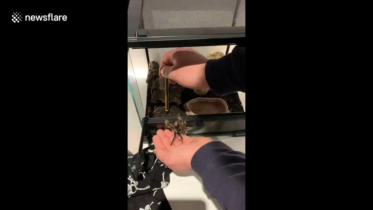 21296 escaped tarantula 5