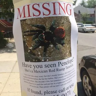 21296 escaped tarantula 6