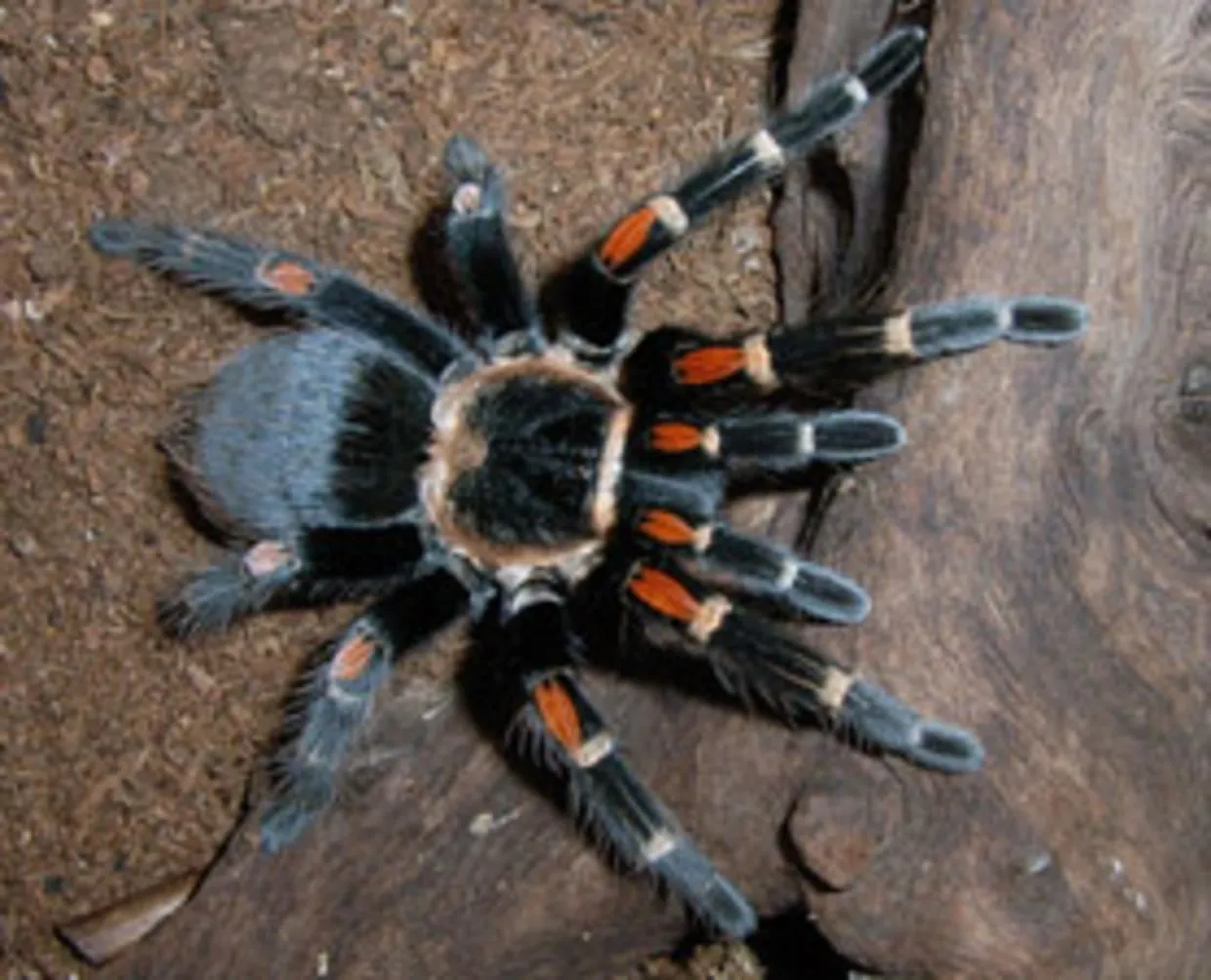 21297 tarantula hair defense