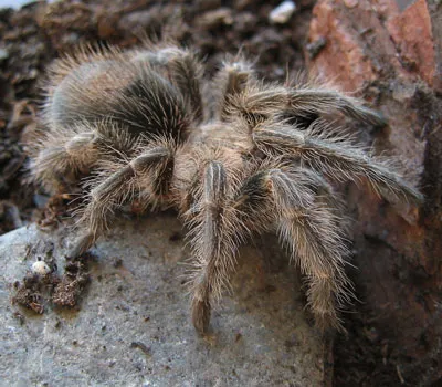21297 tarantula hair irritation