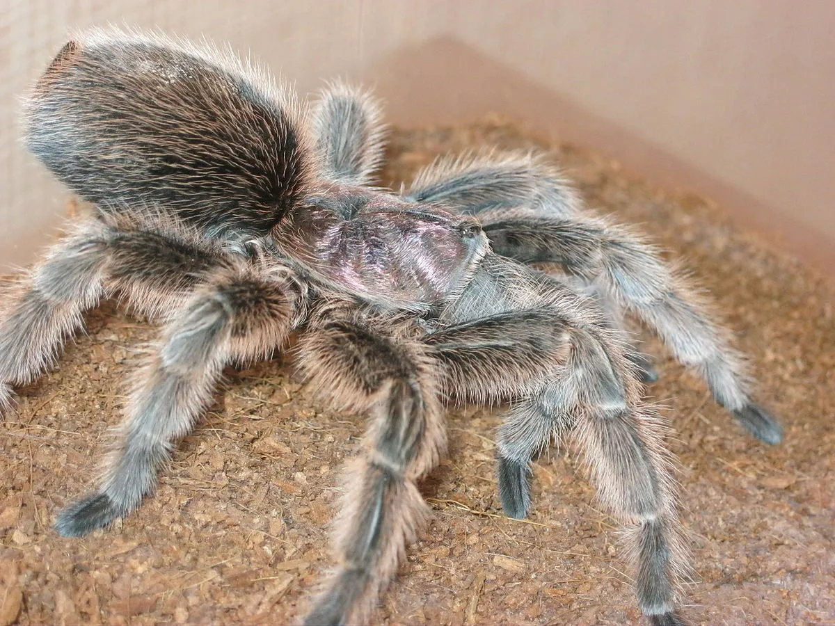 /img/21297-tarantula-hair-removal.webp