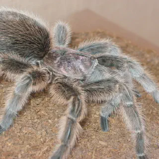 /img/21297-tarantula-hair-removal.webp