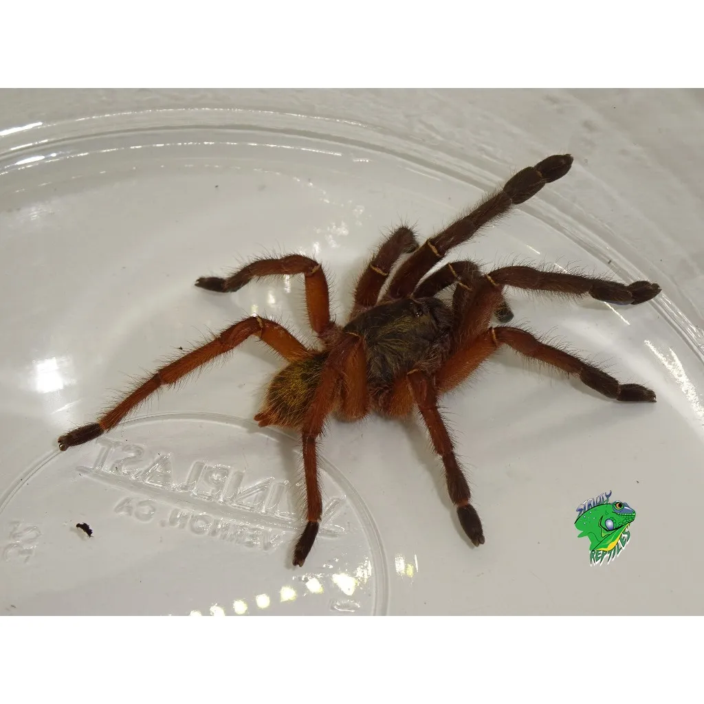 /img/21298-tarantula-adequate-space.webp