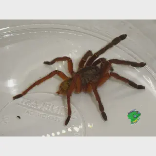 /img/21298-tarantula-adequate-space.webp