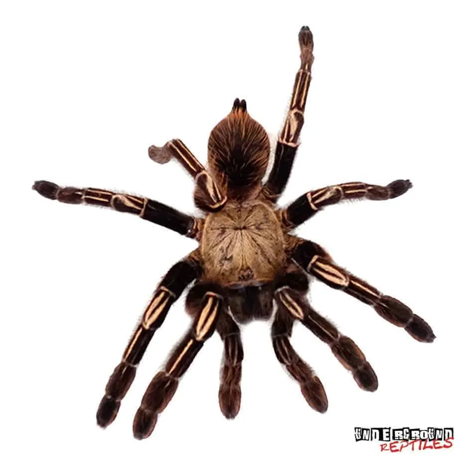 21298 tarantula balanced diet