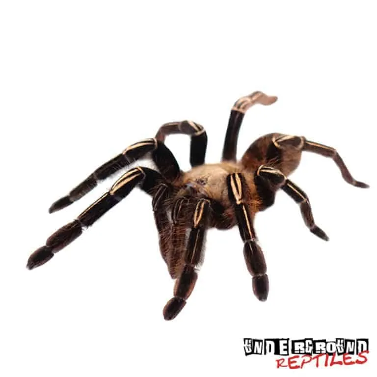 21298 tarantula humidity temperature