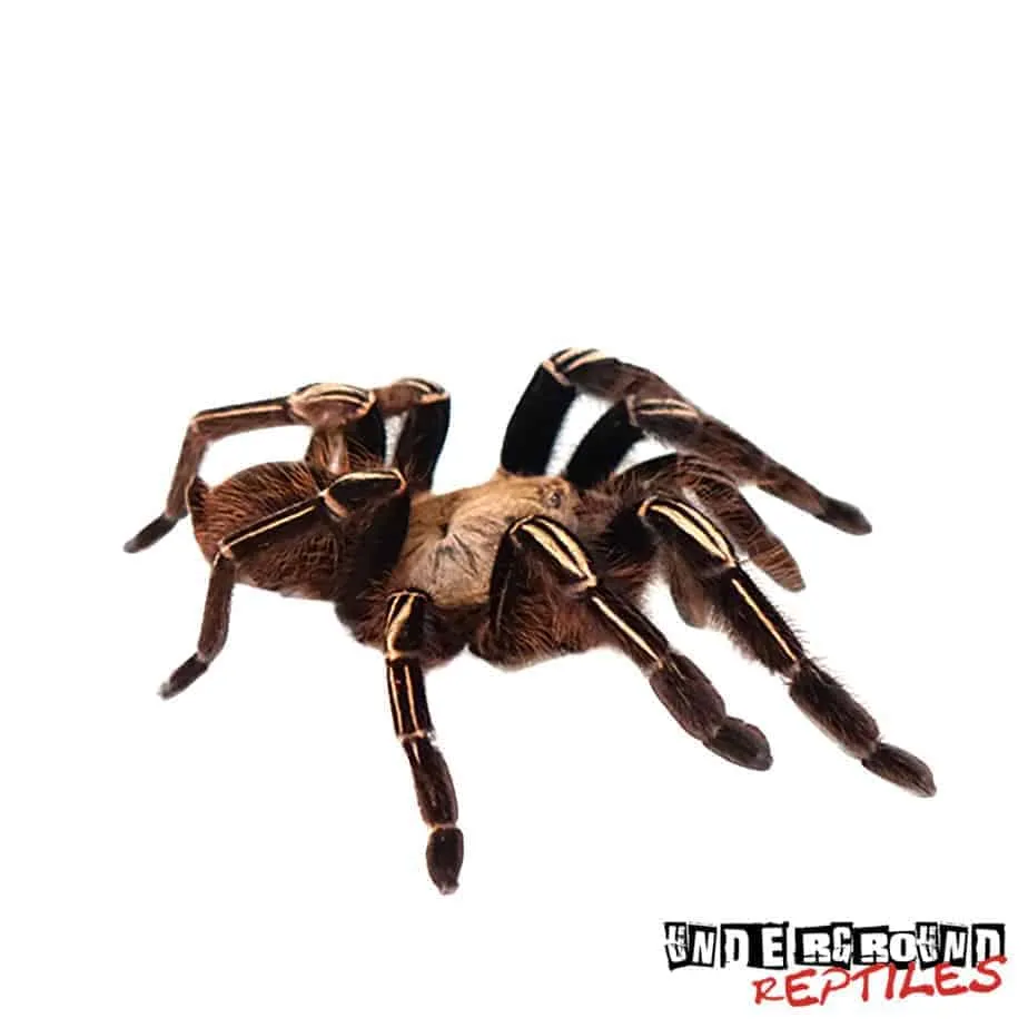 21298 tarantula leg regeneration image1