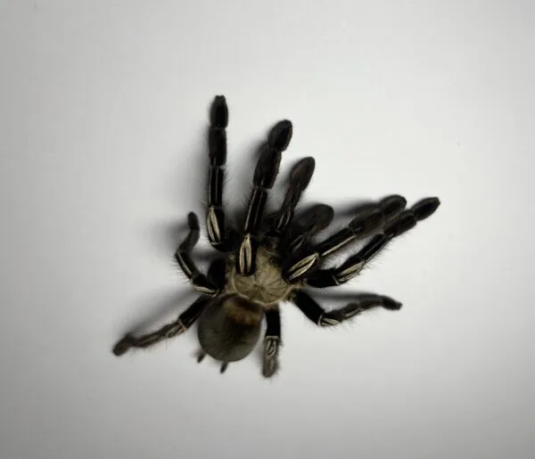 21298 tarantula molting process