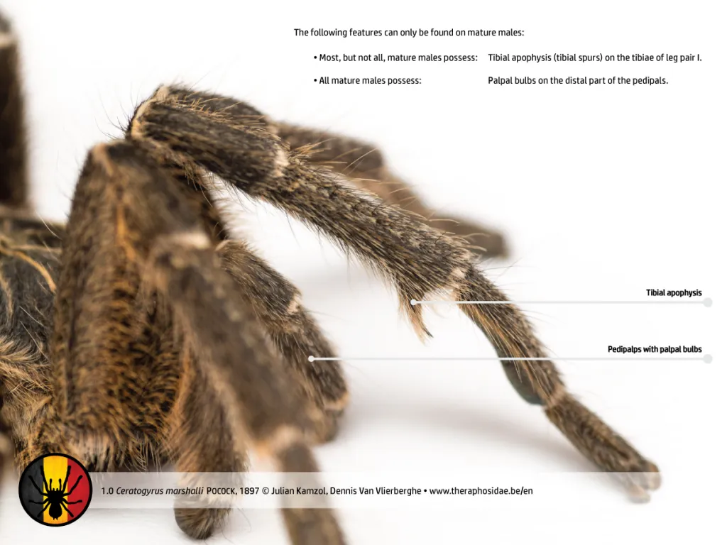21298 tarantula regeneration timeline