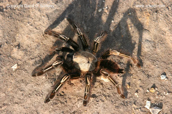 21298 tarantula wound care