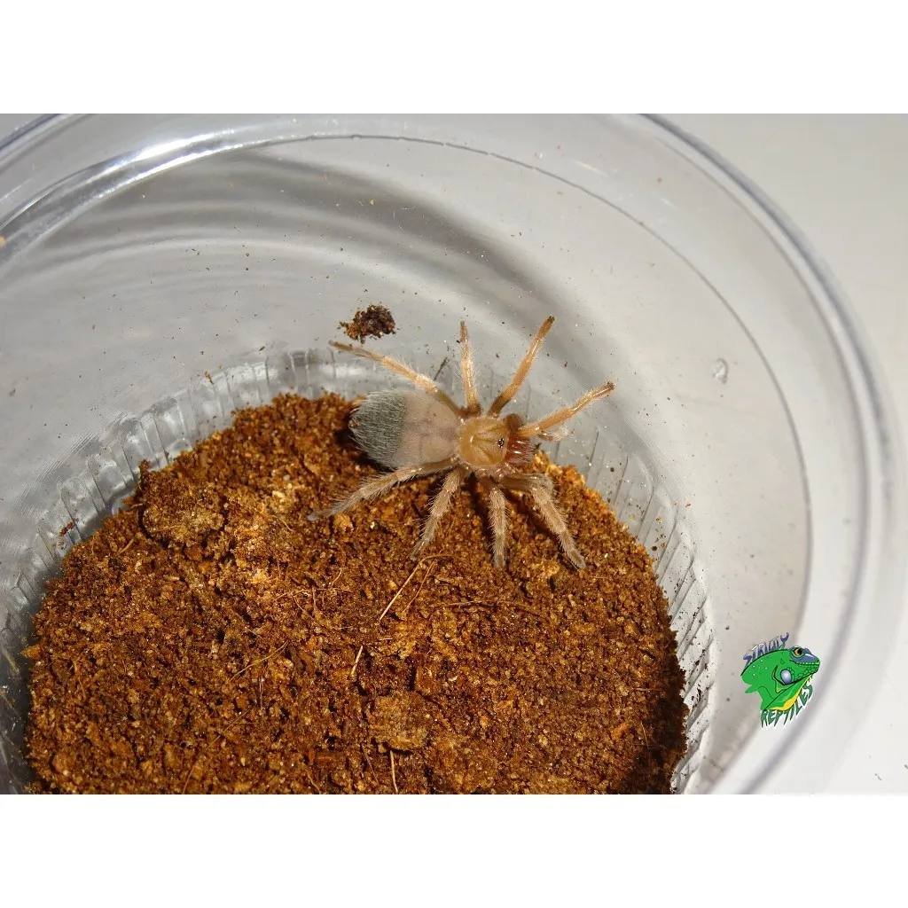 21299 fireleg tarantula feeding