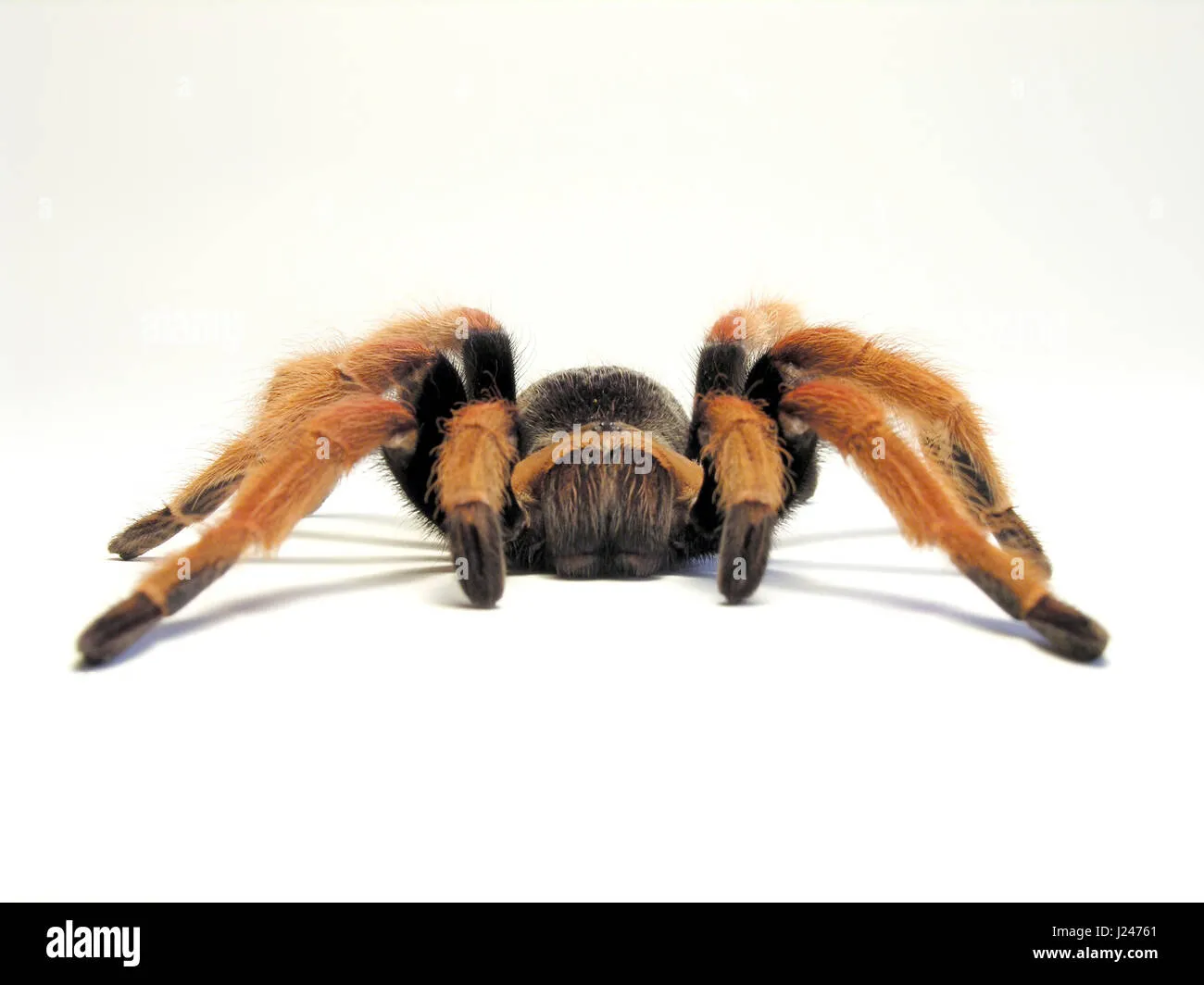 21299 fireleg tarantula handling