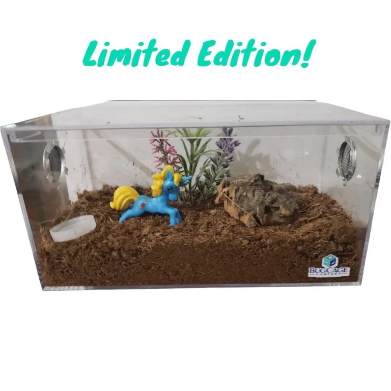 21301 tarantula inside acrylic cage