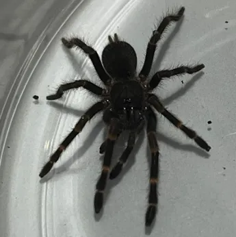 21304 sarawak blue tarantula enclosure