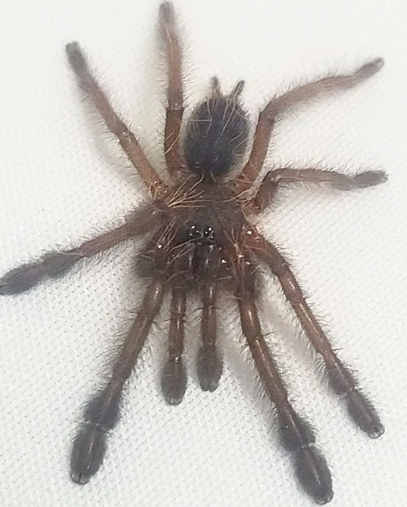 21304 sarawak blue tarantula feeding