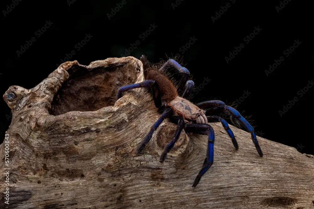 21304 sarawak blue tarantula handling