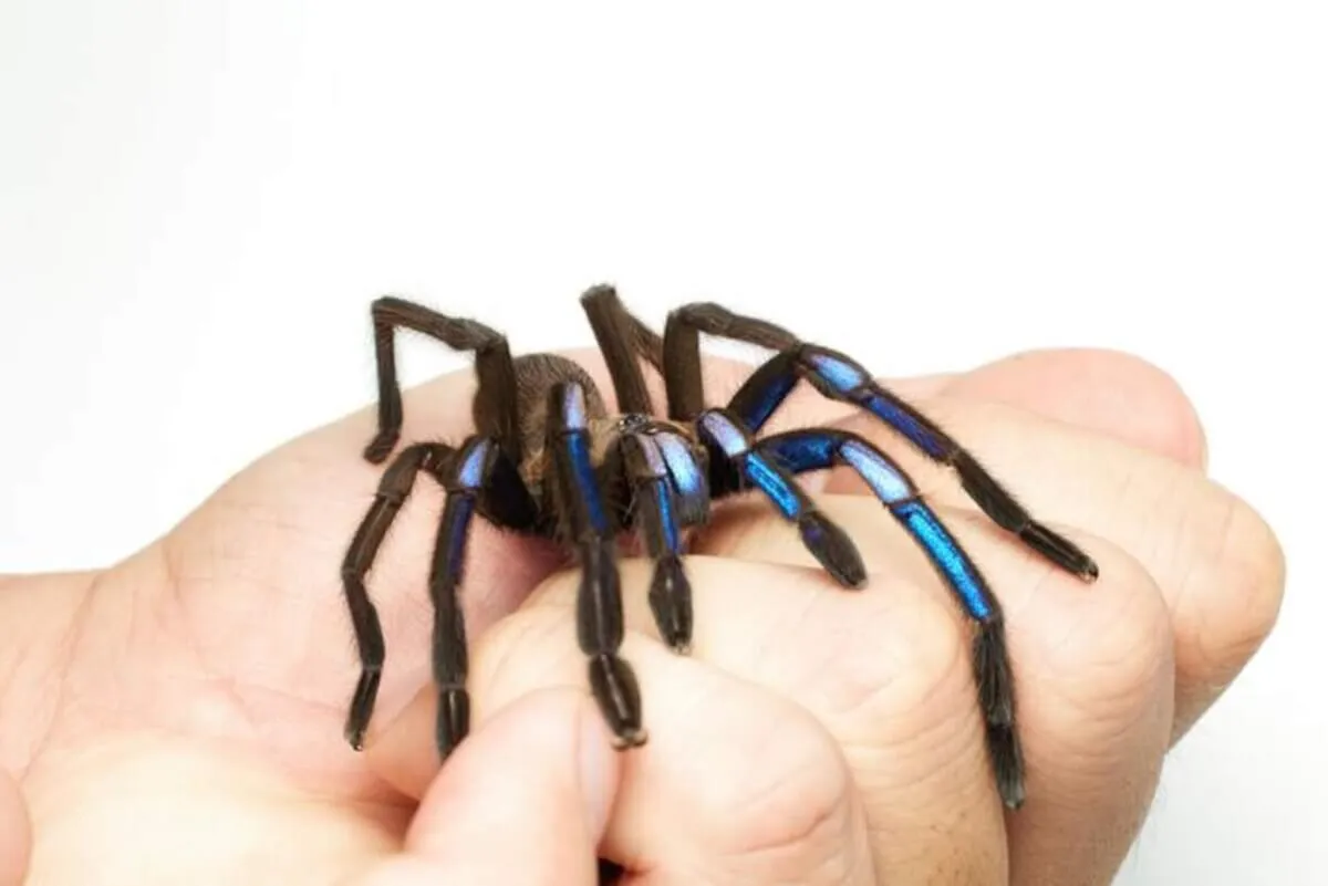 21304 sarawak blue tarantula molting