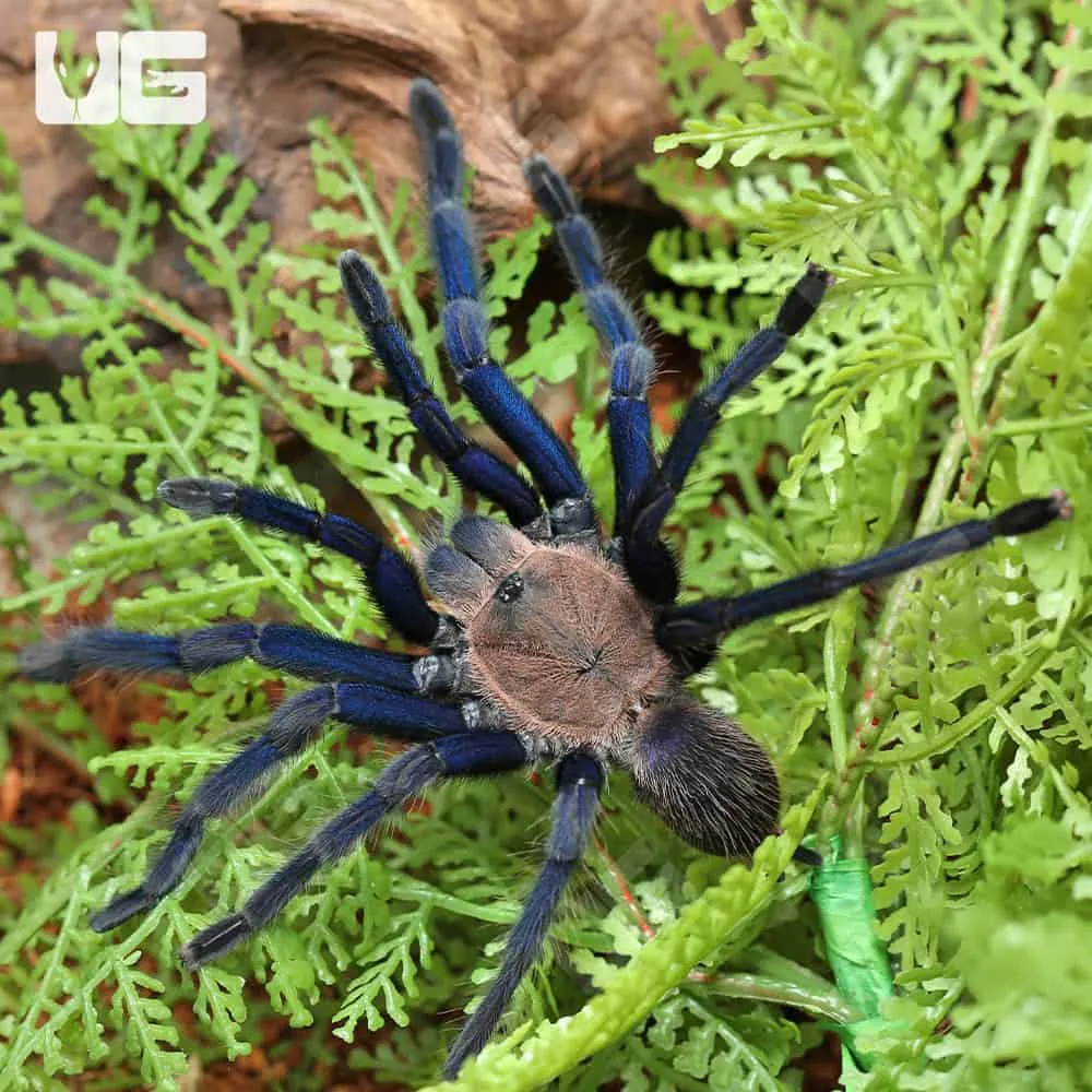 /img/21304-sarawak-blue-tarantula-water.webp