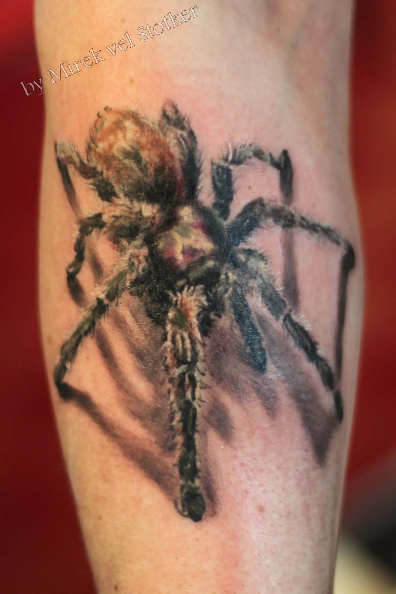 21306 tarantula tattoo closeup