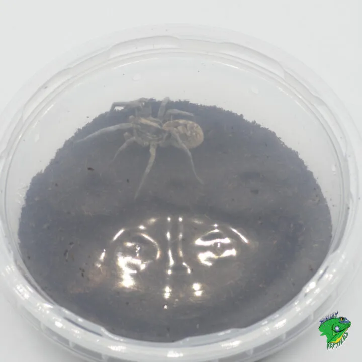 21307 12 inch tarantula enclosure