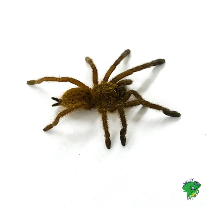 21307 tarantula feeding