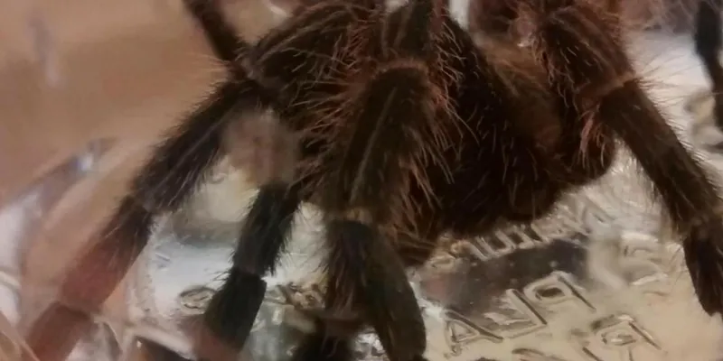 21307 tarantula handling