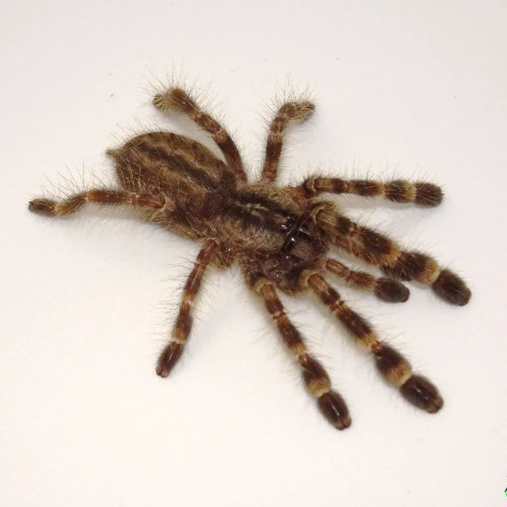 21307 tarantula water dish