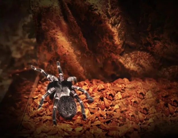 21310 tarantula molting
