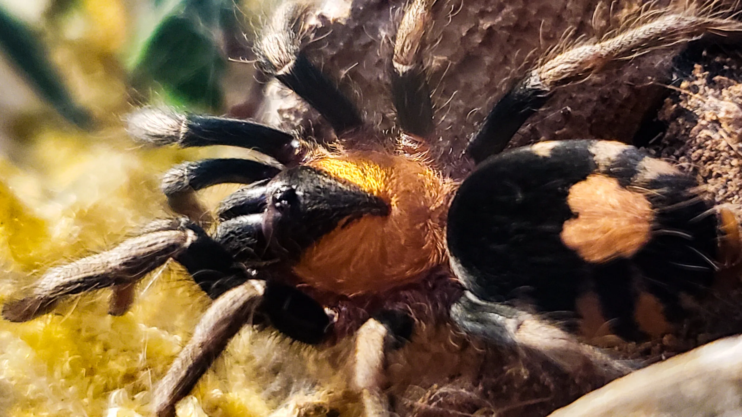 /img/21312-merid-tarantula-cleaning.webp