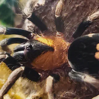 /img/21312-merid-tarantula-cleaning.webp