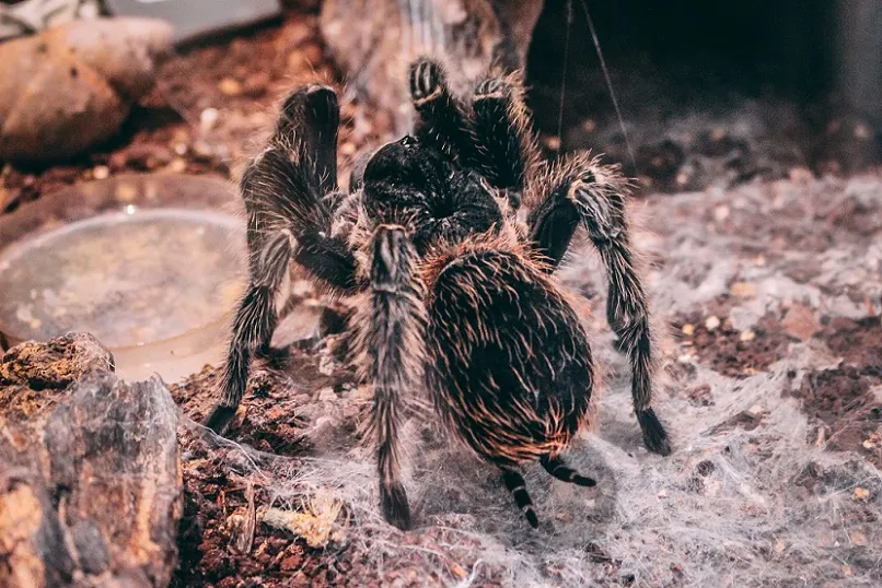 21312 merid tarantula feeding