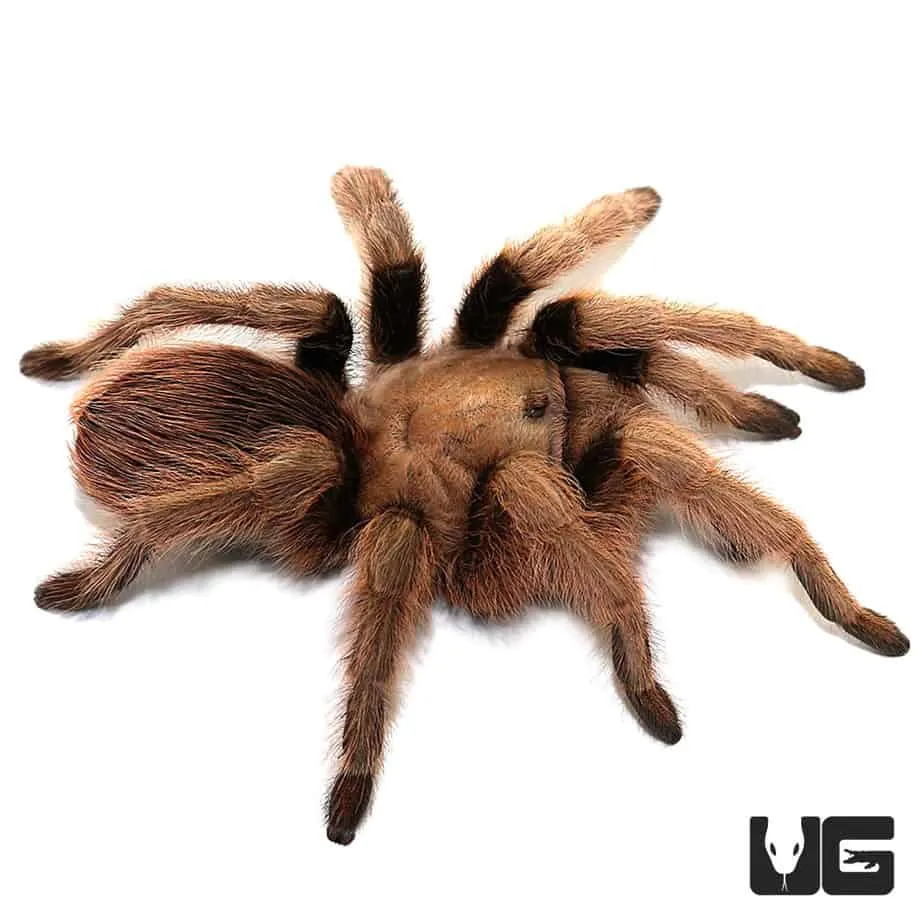 21313 arizona blonde tarantula enclosure
