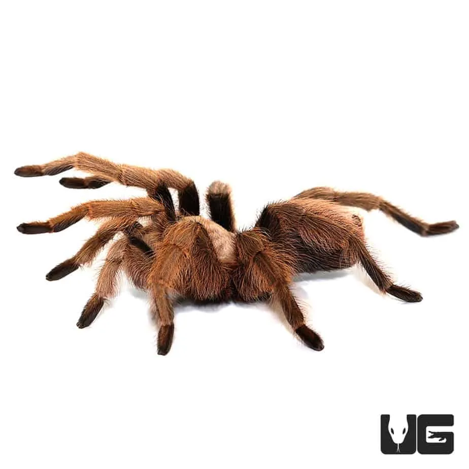 21313 arizona blonde tarantula habitat