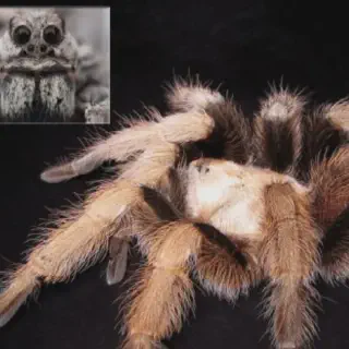/img/21313-arizona-blonde-tarantula-substrate.webp