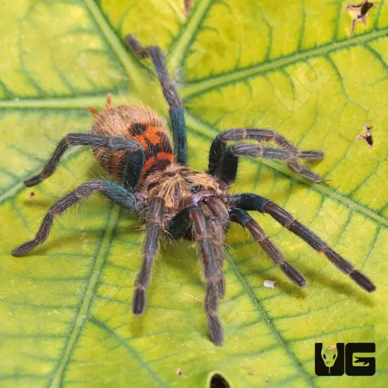 /img/21314-green-bottle-blue-tarantula-molting.webp