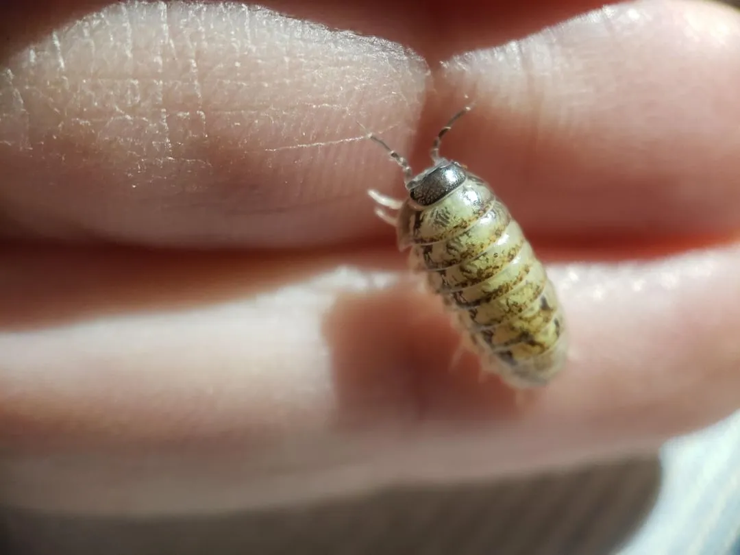 21315 isopod feeding substrate
