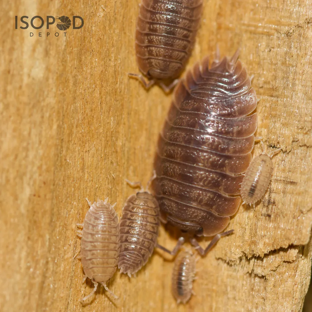 21315 isopod in tarantula enclosure
